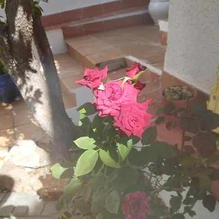 Hébergement de vacances El Madrono De La Encantada *